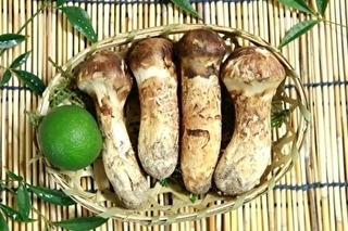 matsutake.jpg